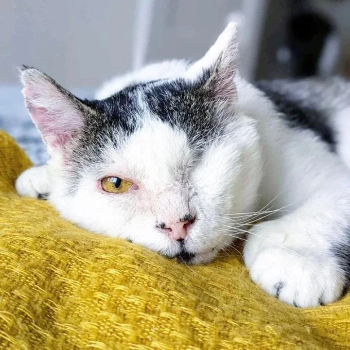 Extra image from article