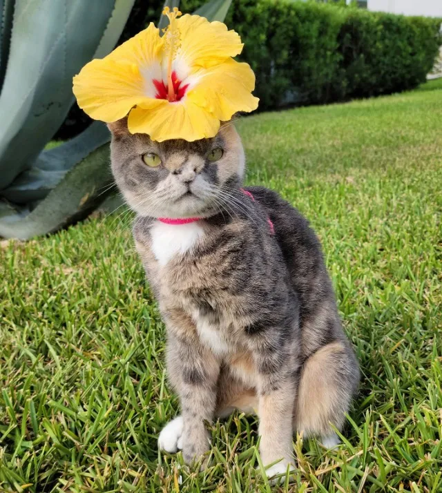 Extra image from article