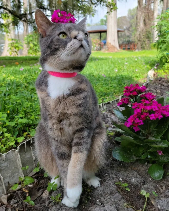 Extra image from article