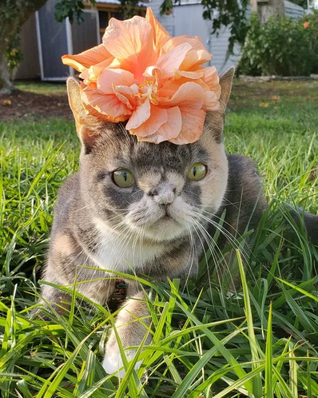 Extra image from article