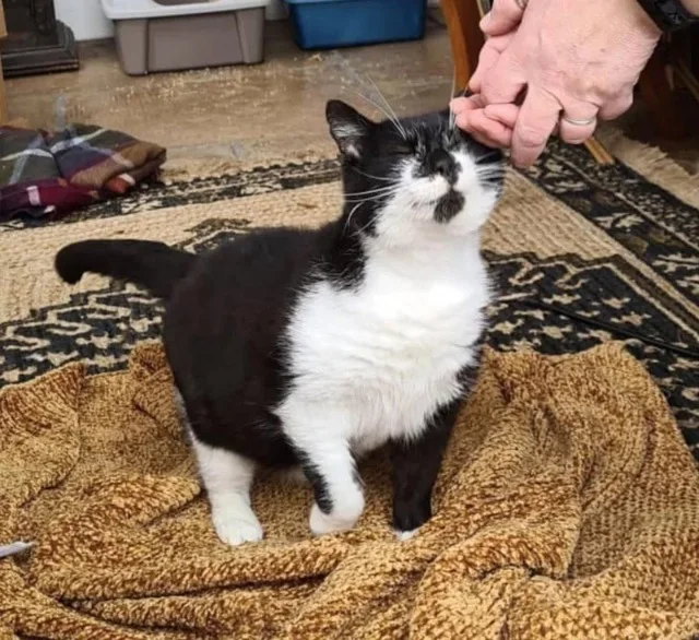 Rescued alongside several other strays, ...