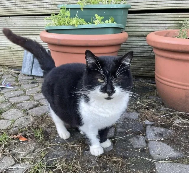 Like many strays, Bobble carries some he...