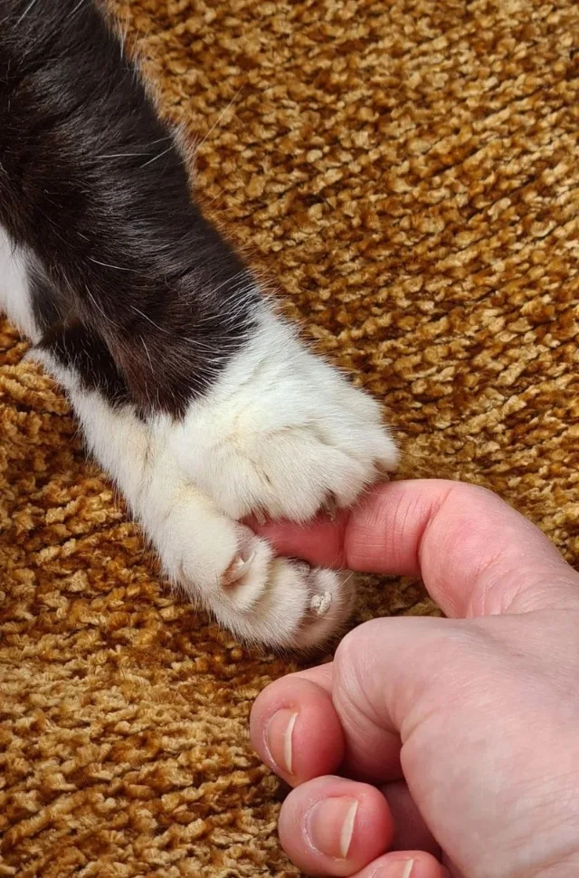 Extra image from article