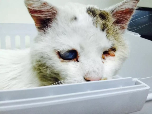 In April 2022, they found him again, thi...