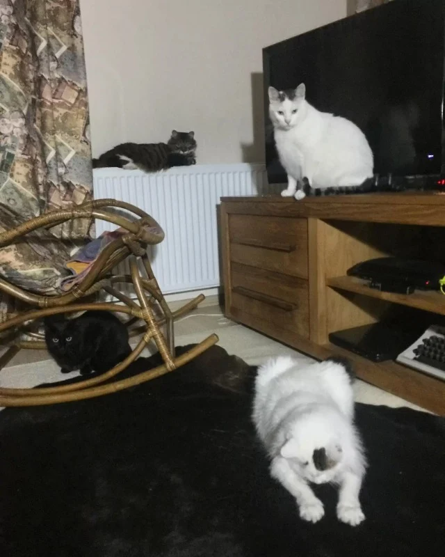 Once struggling for survival on the stre...