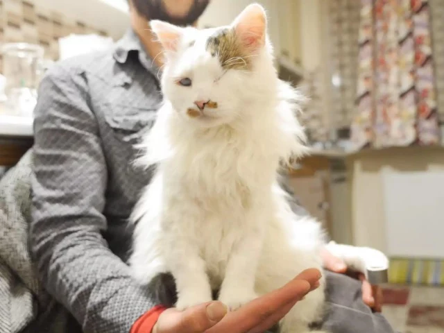 Extra image from article