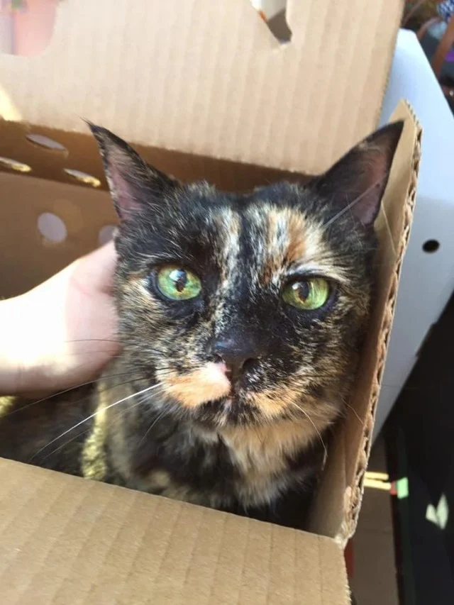 Smokey, on the other hand, enjoys cozy m...