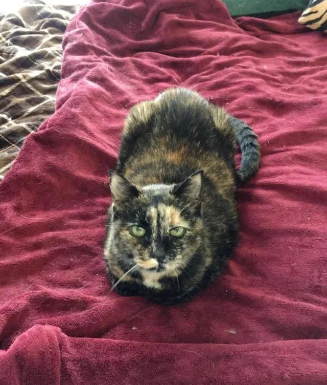 Extra image from article