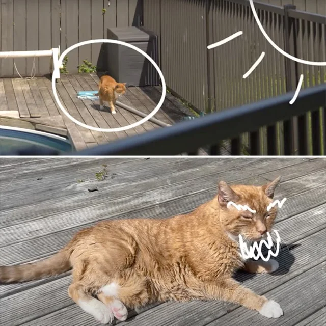 Extra image from article