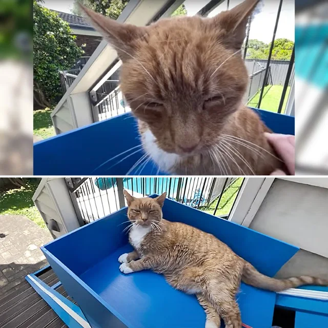 Extra image from article