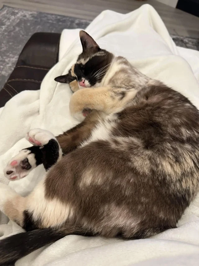 Extra image from article