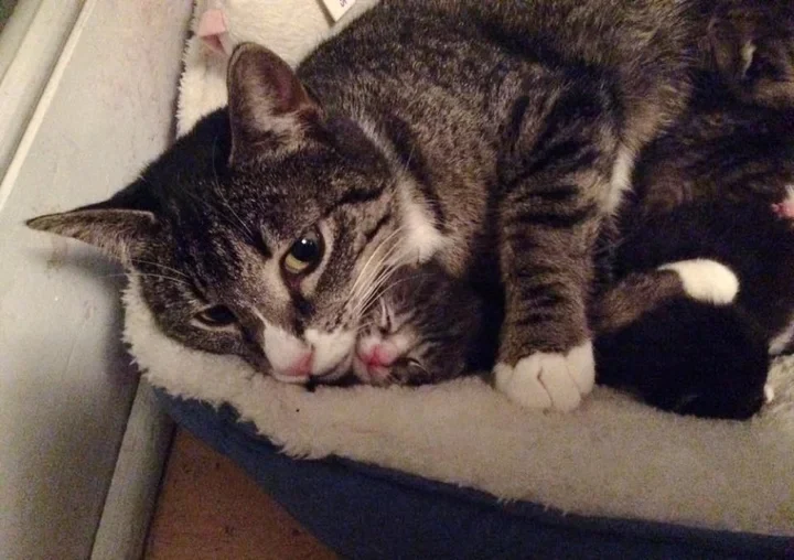 Lipstick showers her kittens with love a...