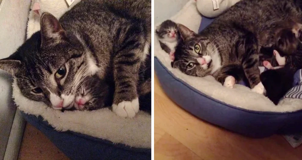 Meet the transformation of Lipstick—a fe...