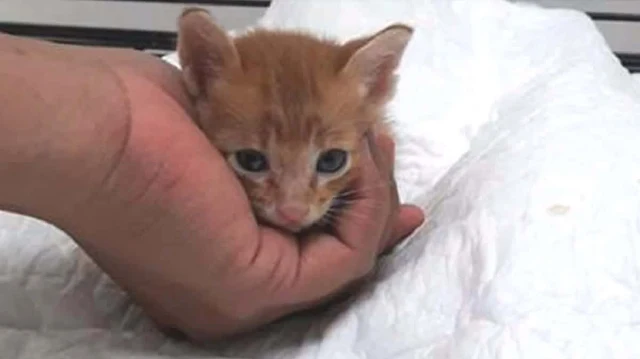 Determined to give her a fighting chance...