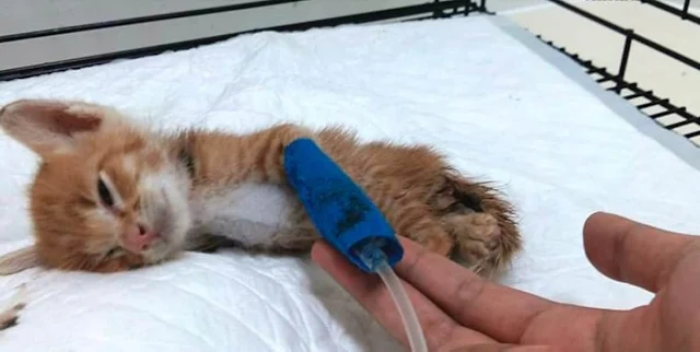 Over the following two weeks, the kitten...