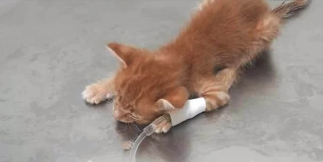 Without the compassionate efforts of tho...