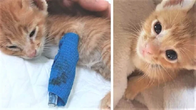 The rescuers who came across the little ...