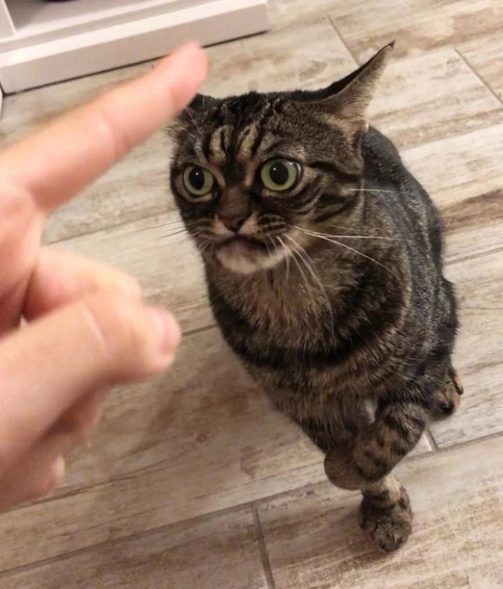 Extra image from article