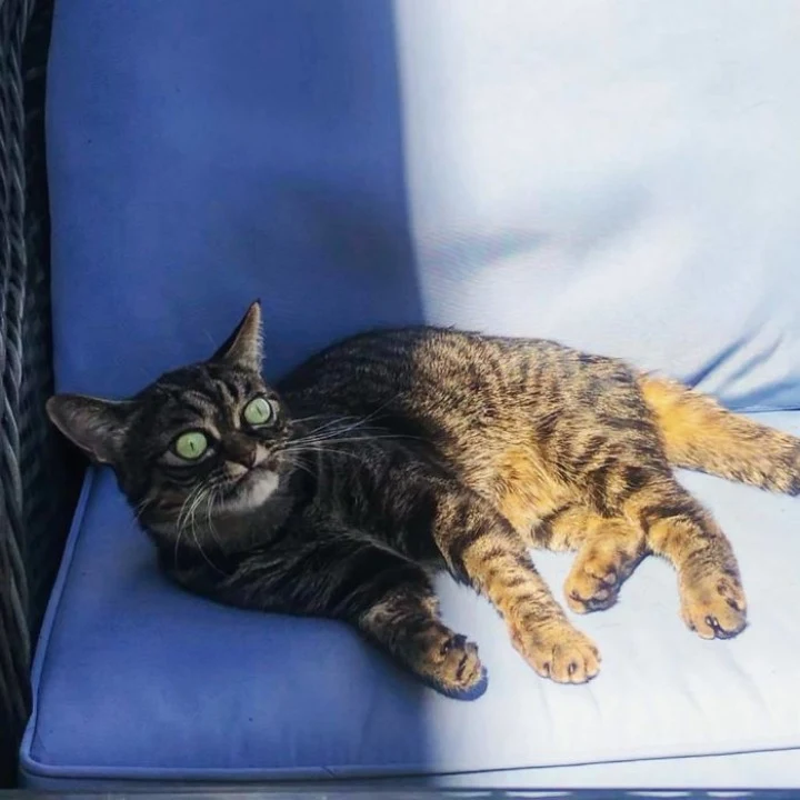 Extra image from article