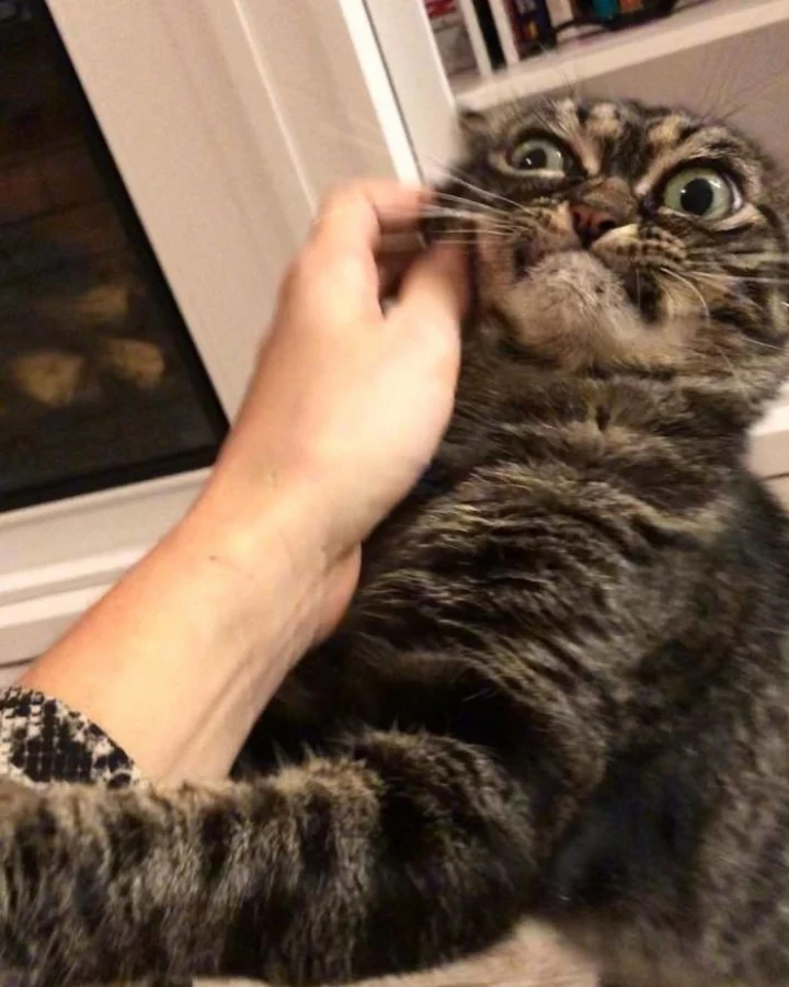 Extra image from article