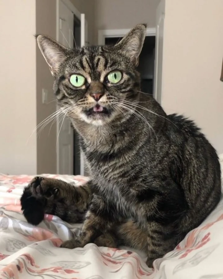 Extra image from article