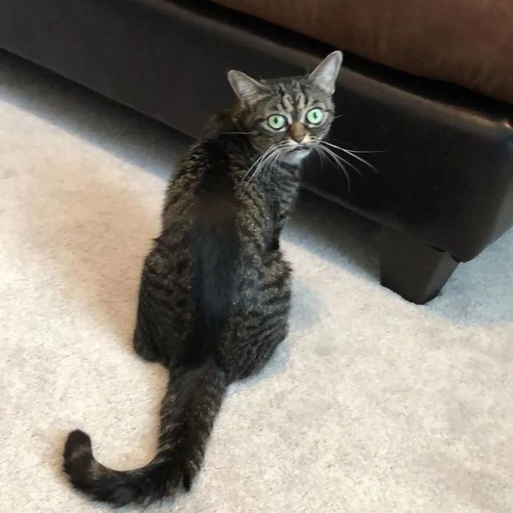 Extra image from article