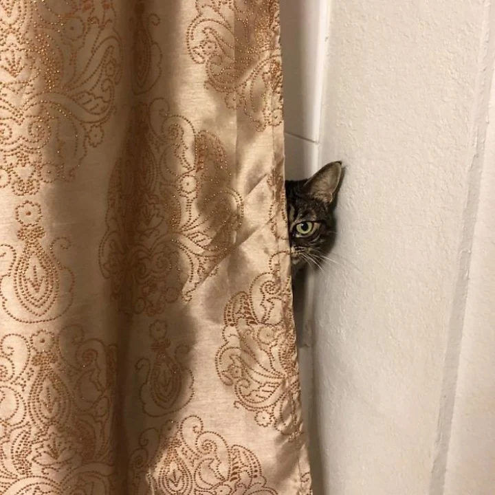 Extra image from article