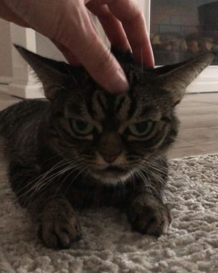 Extra image from article