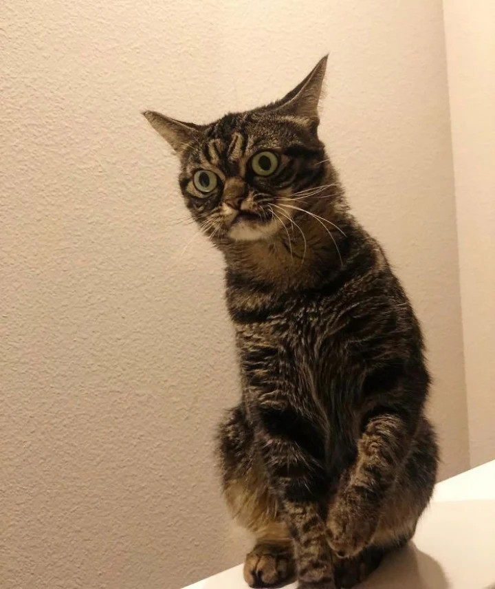 Extra image from article