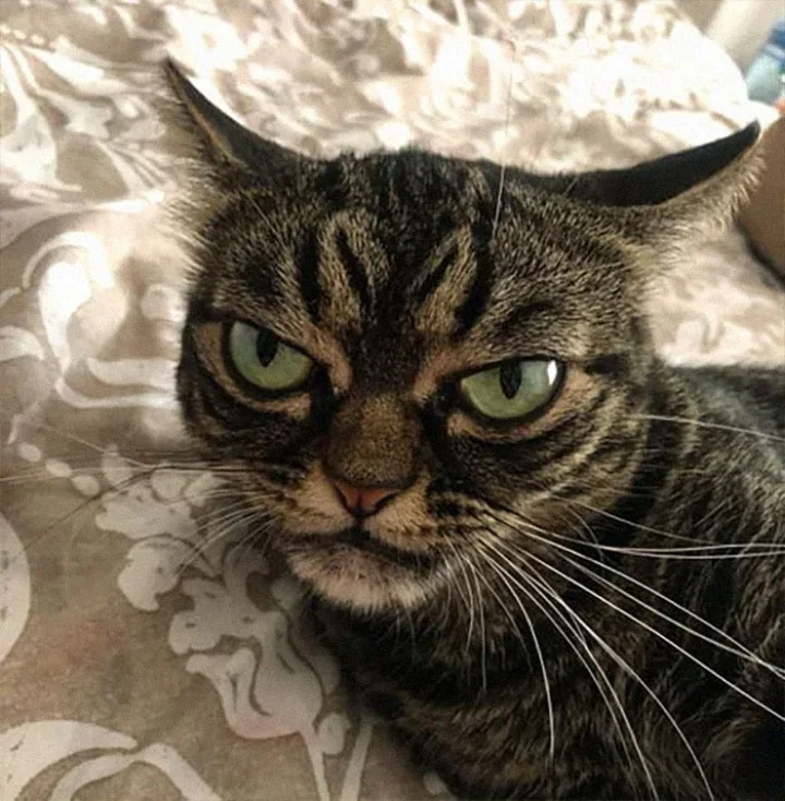 Extra image from article