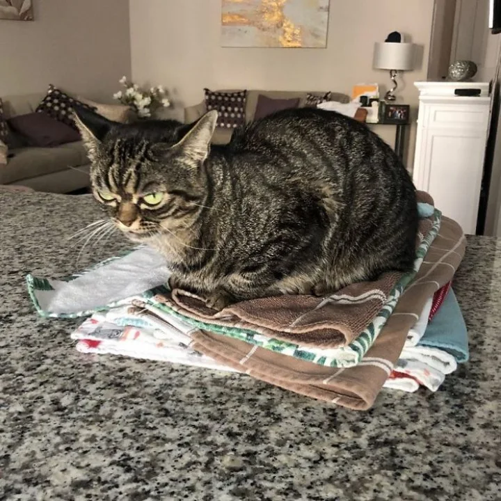 Extra image from article