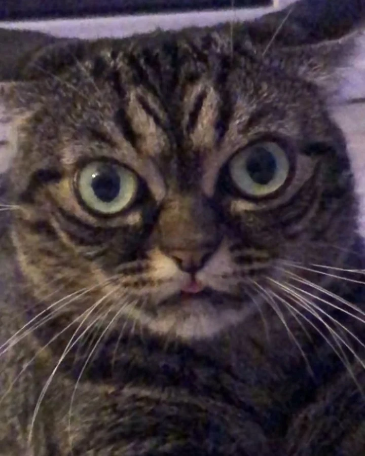 Extra image from article