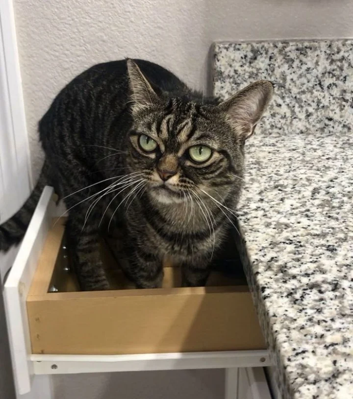 Extra image from article