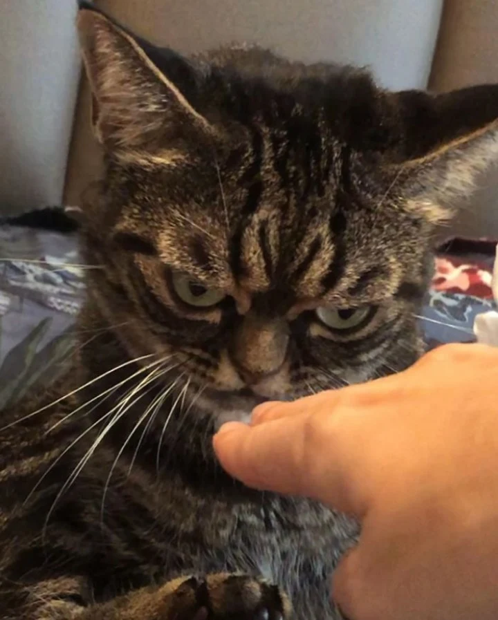 Extra image from article