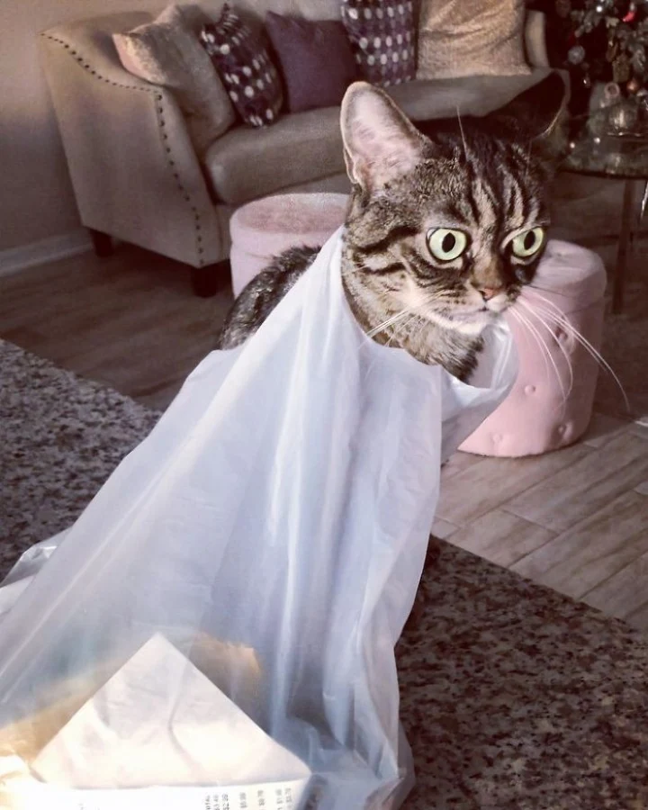 Extra image from article