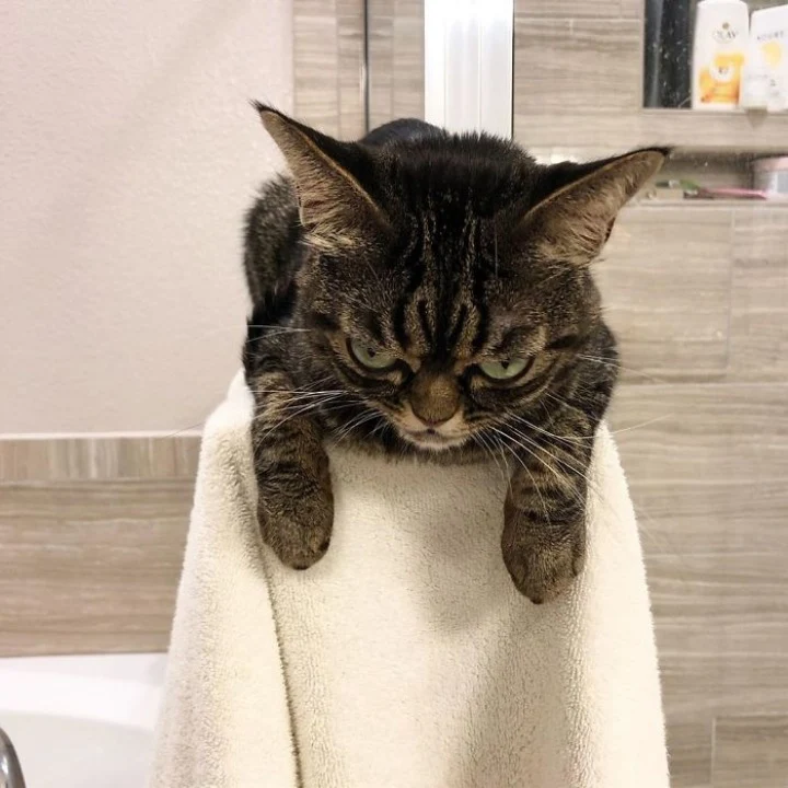 Extra image from article