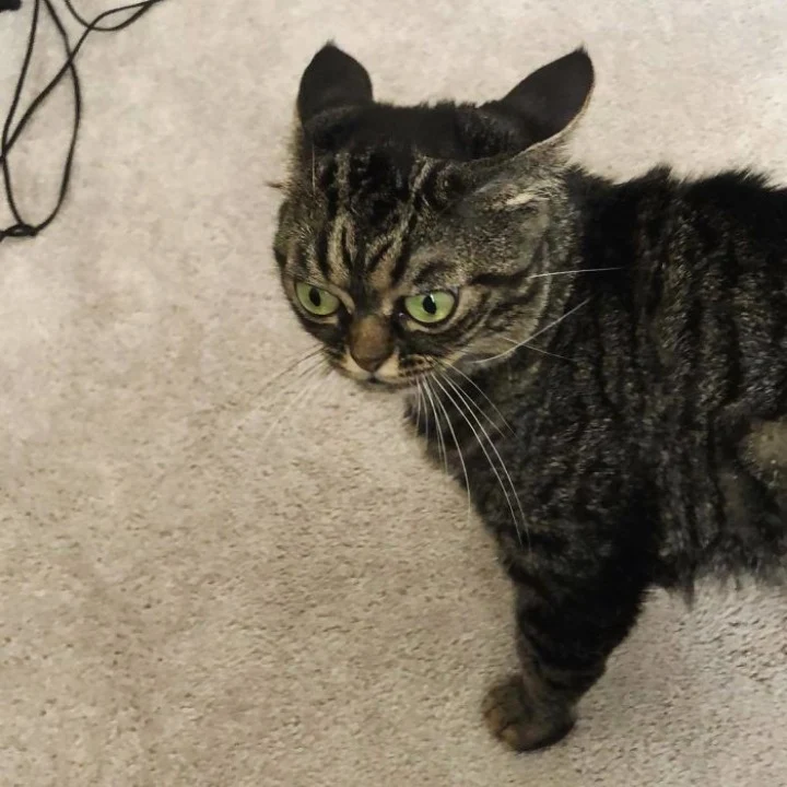 Extra image from article