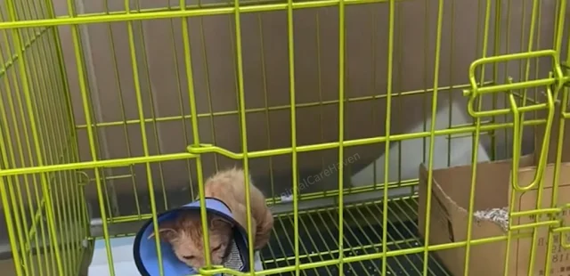 Extra image from article