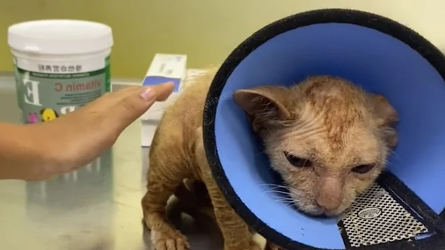 Extra image from article