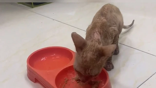 Extra image from article