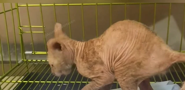 Extra image from article