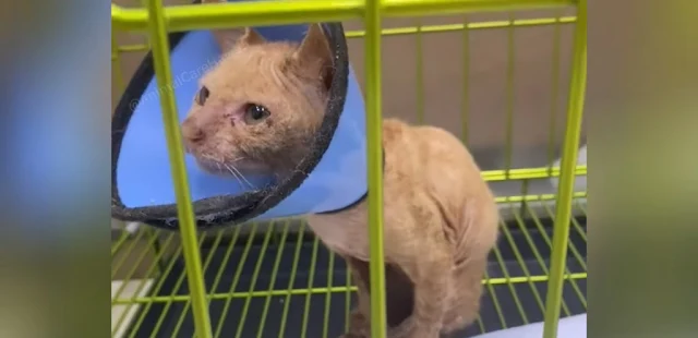 Extra image from article