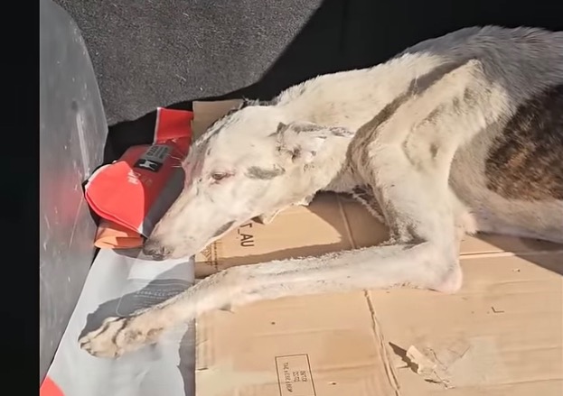 Noah was emaciated, her bones visible un...