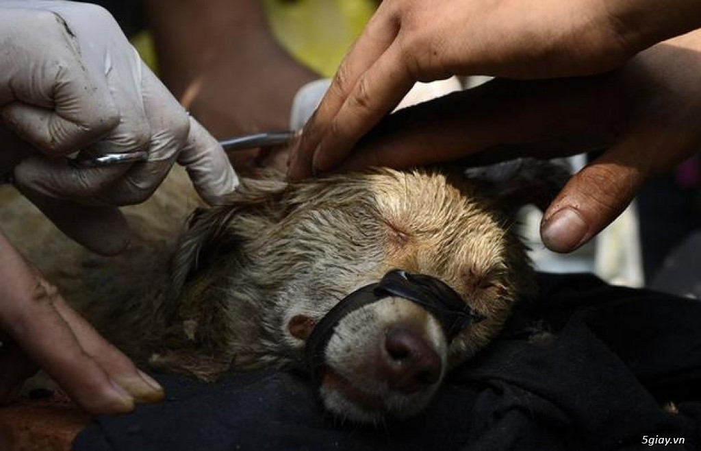 Extra image from article