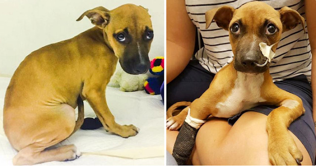 On reaching the shelter, he shared Nanuk...