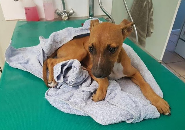 Extra image from article