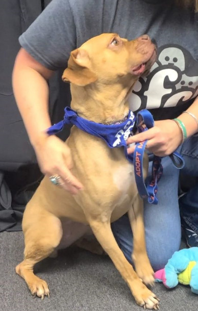 Weighing in at around 45 pounds, Arabell...