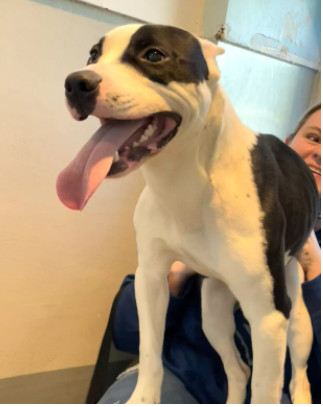 Extra image from article