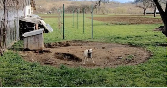 A group of rescuers, motivated by empath...