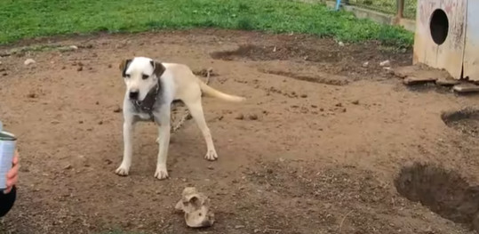 From that moment forward, Toby’s days of...